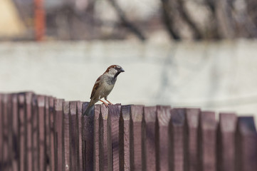 House sparrow perched on a tree branch.