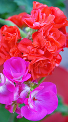 Flor después de la lluvia