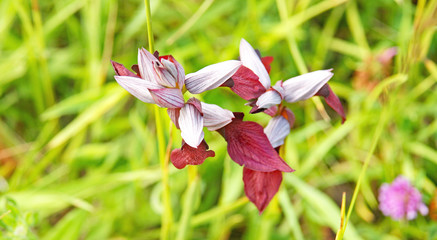 Flor después de la lluvia