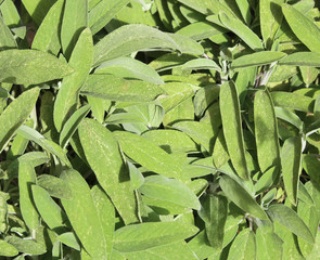 many leaves of Sage in the herb garden