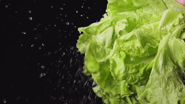 SLOW MOTION: A splash - Human hand shakes a lettuce bunch