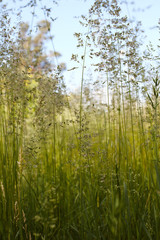 Obraz premium mildew on green grass