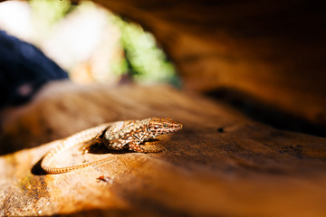 Lizard on the stump