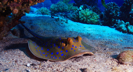 stingray on the seabed