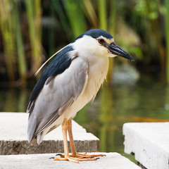 Black-crowned night heron on a stone near the lake