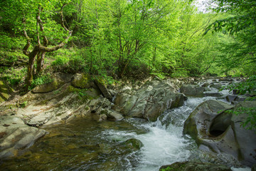 mountain stream in the woods