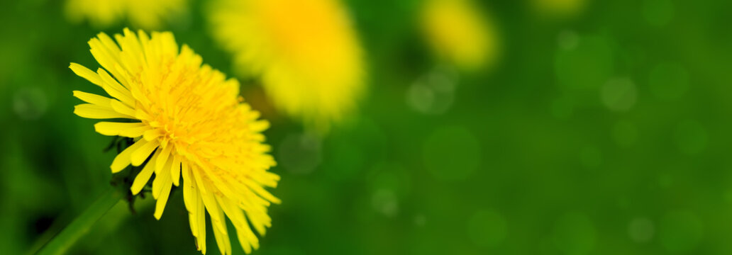 Fototapeta Yellow dandelion flowers .