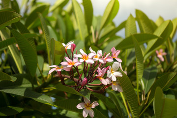 Beautiful pink frangipani