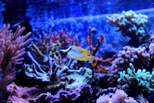 Foxface rabbitfish in Tropical aquarium