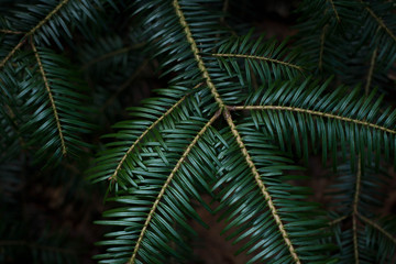 fir tree branches