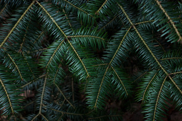 fir tree branches