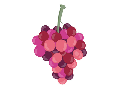 Grapes isolated on white background. Bunches of grapes. Vector illustration.