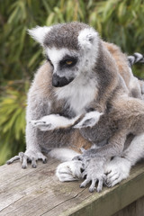 Ring-tailed lemur monkey.