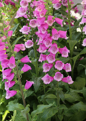 purple campanula flowers in the pretty garden