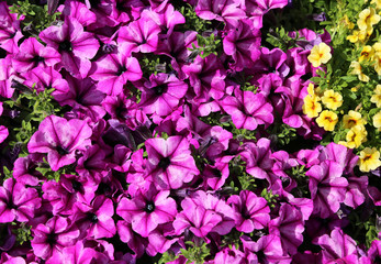petunia flowers in the market