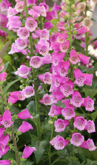 purple campanula flowers in the garden in summer