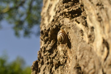 Snail crawling on a tree bark against a blue sky