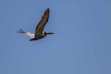 Brown Pelican Flying, Playalinda Beach, Merritt Island, Florida