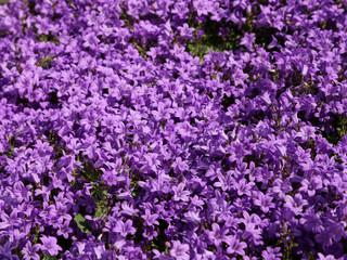 purple flowers called Campanula or bellflower