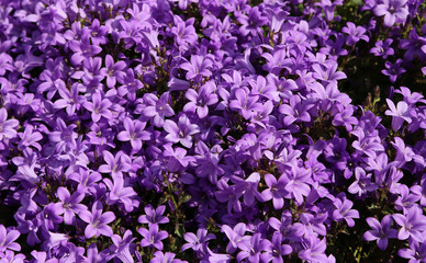 purple flowers called Campanula or bellflower