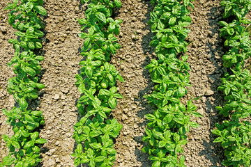 Coltivazione Basilico