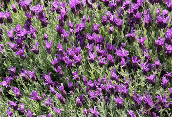 Fototapeta premium many blooming Lavender flowers in the field