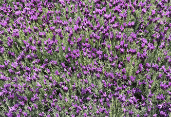 Fototapeta premium background of many Lavender flowers