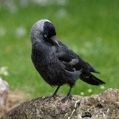 Western Jackdaw, Corvus monedula