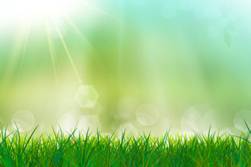 Obraz premium Green and fresh grass in the sun light