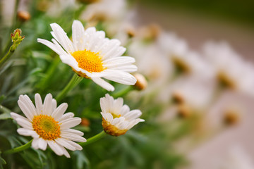 White daisies background. © Swetlana Wall