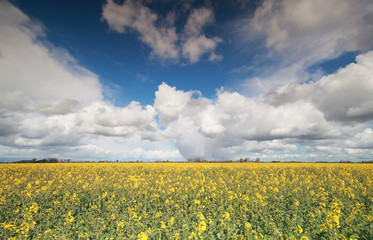 Obraz premium canola flower field and blue sky