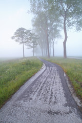 bike path between trees in fog