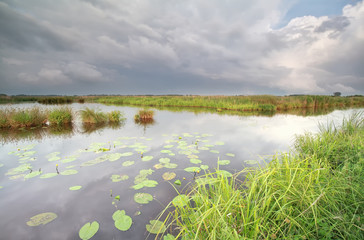Fototapeta na wymiar wild pond with water lily flowers