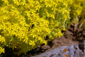 Scharfer Mauerpfeffer
