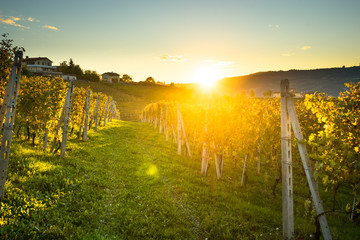 Fototapeta na wymiar beautiful vineyard in switzerland in blue sky
