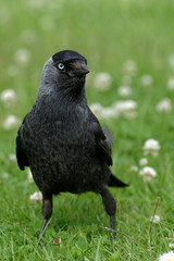 Western Jackdaw, Corvus monedula
