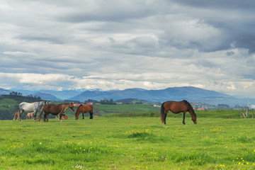 Horses on green grass in the background of the mountain landscape