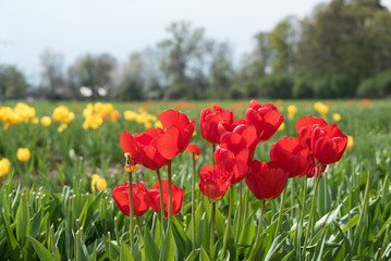 Rote Tulpen 