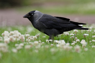 Western Jackdaw, Corvus monedula