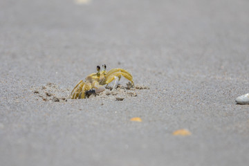 Atlantic Ghost Crab, Playalinda Beach, Merritt Island, Florida