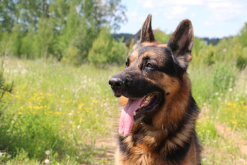 Dog german shepherd on the field in summer day