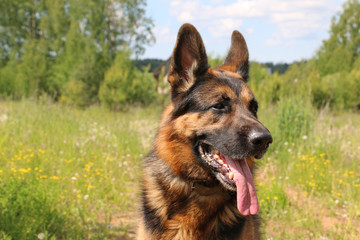 Dog german shepherd on the field in summer day
