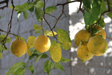 Lemons hanging from the tree in a garden