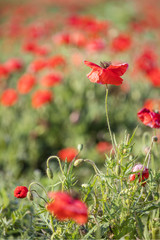 Fototapeta premium one poppy on the poppies field