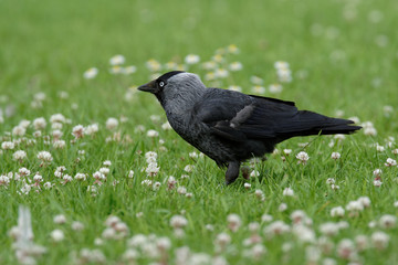 Western Jackdaw, Corvus monedula