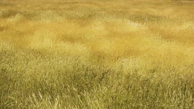 Rye field under wind whiff
