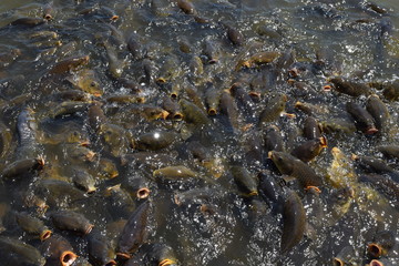 池で餌付け中の鯉