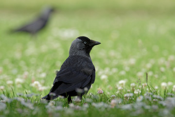 Western Jackdaw, Corvus monedula