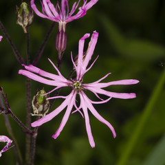 Ragged-Robin, Lychnis flos-cuculi, flower detailed macro on bokeh background, selective focus, shallow DOF