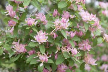 Fototapeta na wymiar Lonicera tatarica pink flowers background. English name Tatarian honeysuckle.